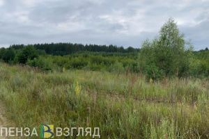 Роспотребнадзор предупредил пензенцев об опасных растениях и ягодах