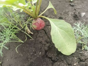Храните продукты неправильно! 7 лайфхаков, которые продлят свежесть в 2 раза дольше — вы удивитесь и перестанете кидать деньги в пустоту