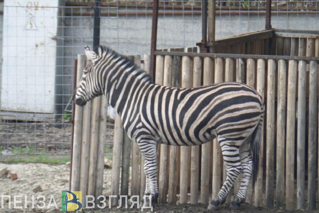 Олег Денисов рассказал о финансовых сложностях Пензенского зоопарка