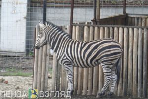 Олег Денисов рассказал о финансовых сложностях Пензенского зоопарка