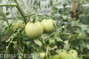 Студенты ПГУ разработали систему автополива с обратной связью
