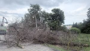 На перекрестке в центре Пензы вырубают деревья из-за ясеневой златки