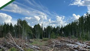 В Пензенской области проводят санитарную рубку на площади 2,46 гектара