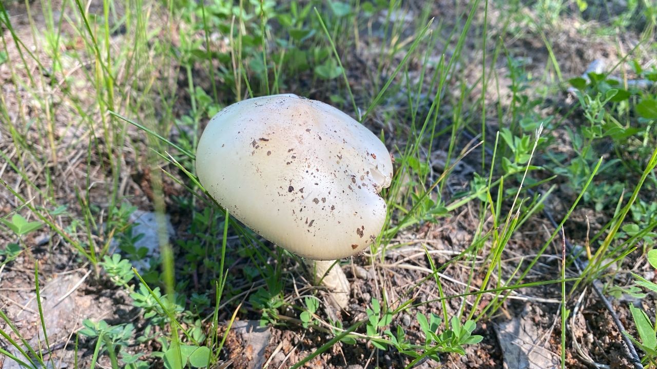 Роспотребнадзор сообщил пензенцам о правилах безопасного сбора грибов