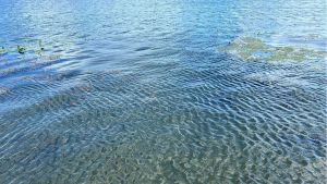 В Бессоновском районе в пруду утонула женщина