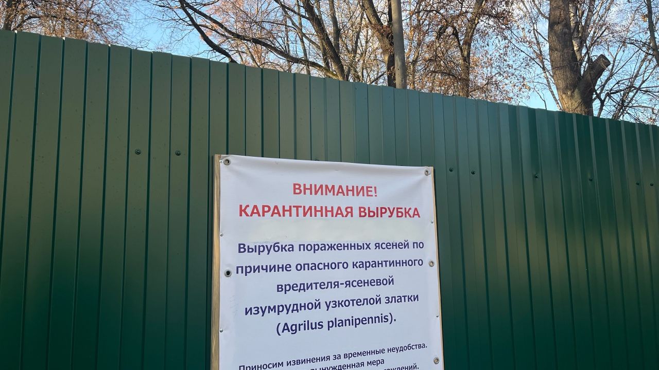 Пензенцам назвали единственный метод борьбы с ясеневой златкой