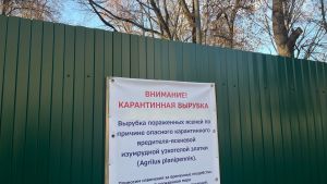 Пензенцам назвали единственный метод борьбы с ясеневой златкой