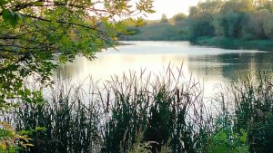 В водоеме Пензы нашли краснокнижную черепаху
