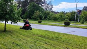 В Заречном начнут вырубать ясени
