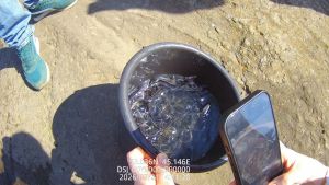 В Сурское водохранилище выпустили свыше 4 тысяч штук молоди стерляди