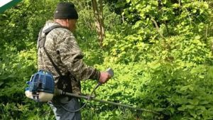 В дендрарии Белинского района вырубают сухостой