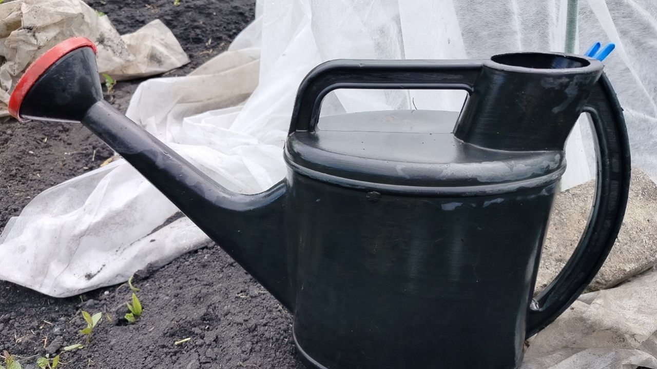 Два огородных растения могут оставить ожог: главное, не подставлять кожу солнцу