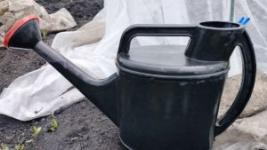 Два огородных растения могут оставить ожог: главное, не подставлять кожу солнцу