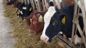 Пензенская область стала лидером в ПФО по продуктивности коров молочного стада
