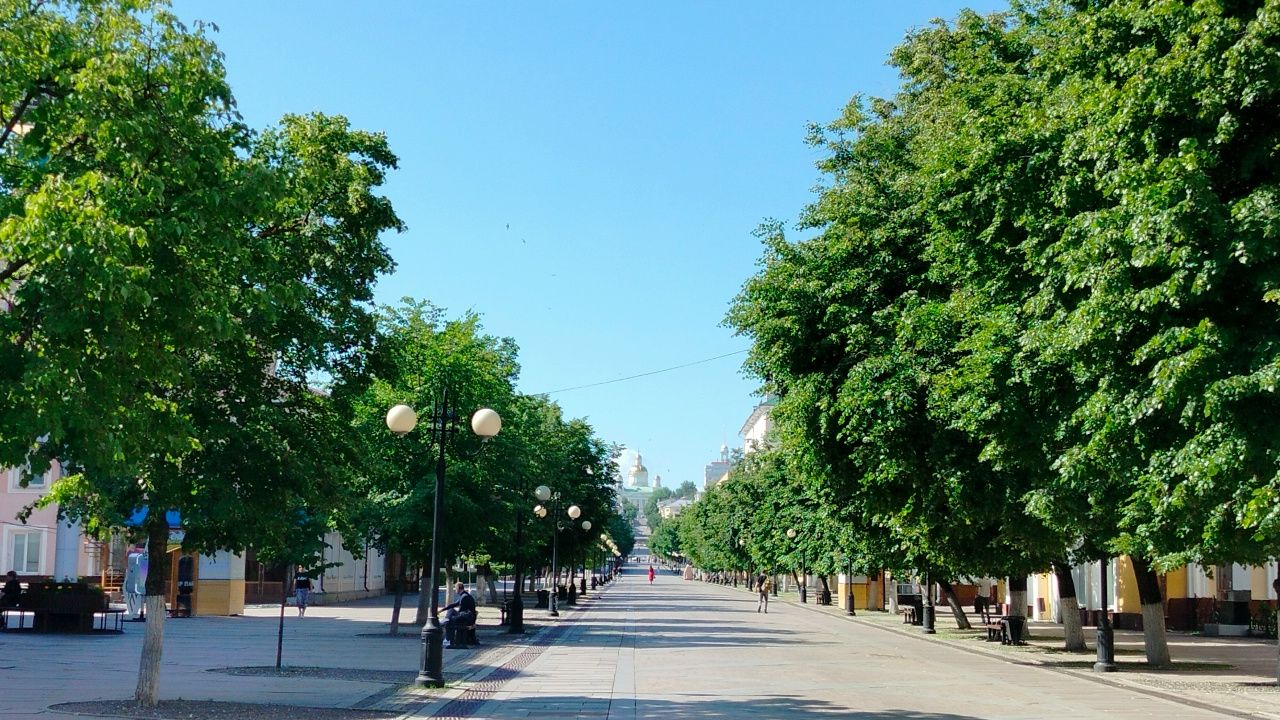 В центре Пензы высадят липы