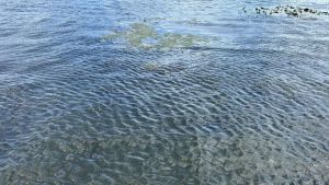 На водоеме в селе Засечное утонул 18-летний парень