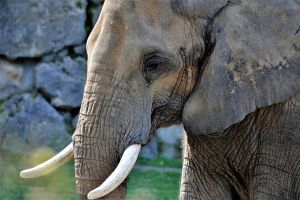 Женщина получила ожоги 40 процентов тела во время катания на слоне