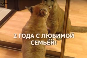 «Папа» и «мама» пензенской пумы Месси показали самые трогательные моменты с большим котом