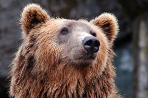 Потерявшийся в лесу малыш рассказал, что его спас медведь