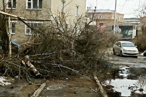 «Люди же не трамваи». Упавшее дерево мешает движению пешеходов на Южной поляне в Пензе