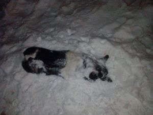 В Кузнецке Пензенской области на улицах лежат мертвые собаки. Фото (16+)