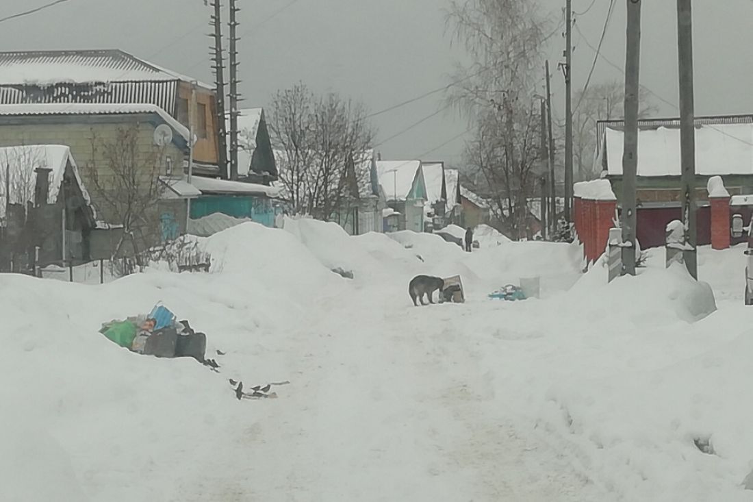 Жители Кузнецка пожаловались на то, что в городе не убирают мусор