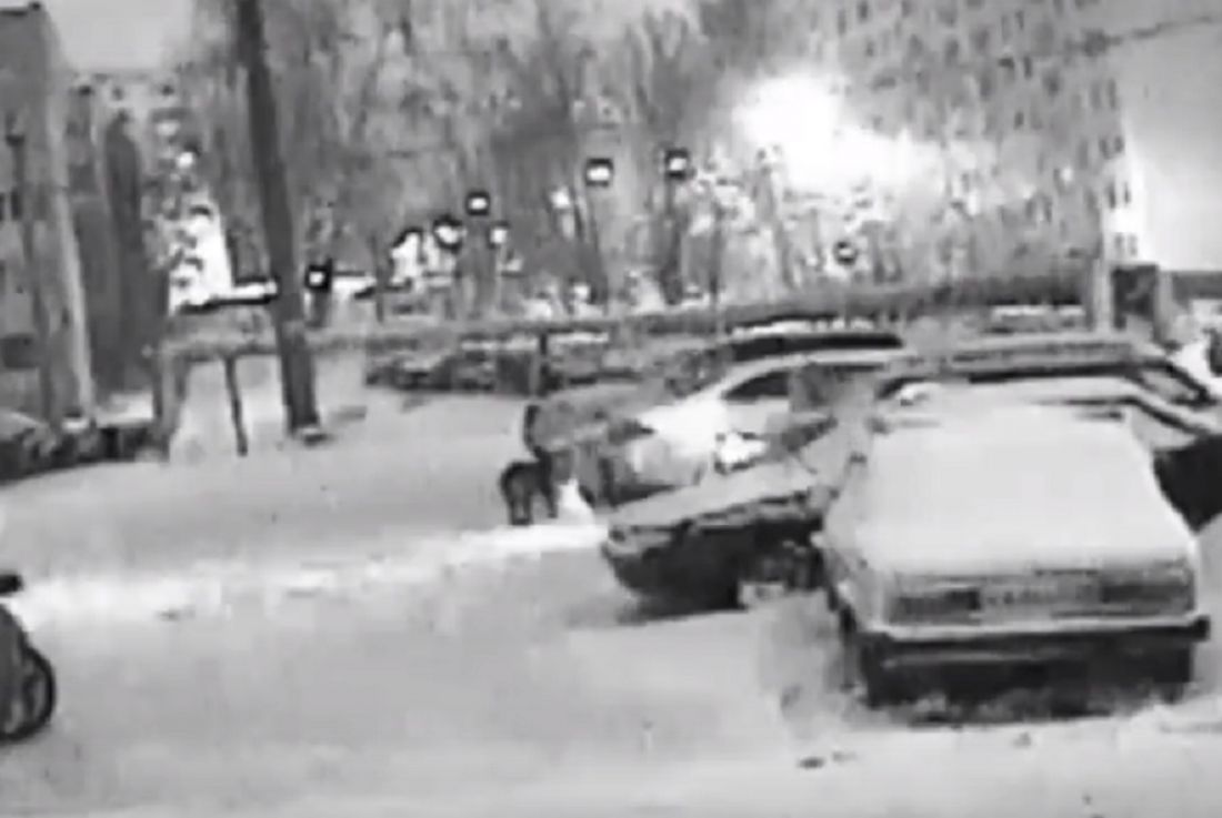 В Пензе бездомные собаки испортили припаркованные машины. Видео