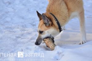 Кузнечане боятся, что школьников загрызут собаки