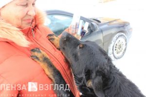 Кто стрелял в Коди? Хозяйка собаки ведет собственное расследование инцидента под Пензой