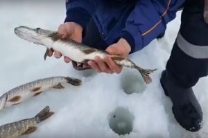 «Давай, хорошая, мамку позови!». Пензенские рыбаки попрощались с уловом