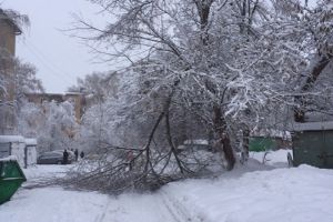 «Ни проехать, ни пройти». Деревья в Пензе не выдержали такого количества снега и попадали