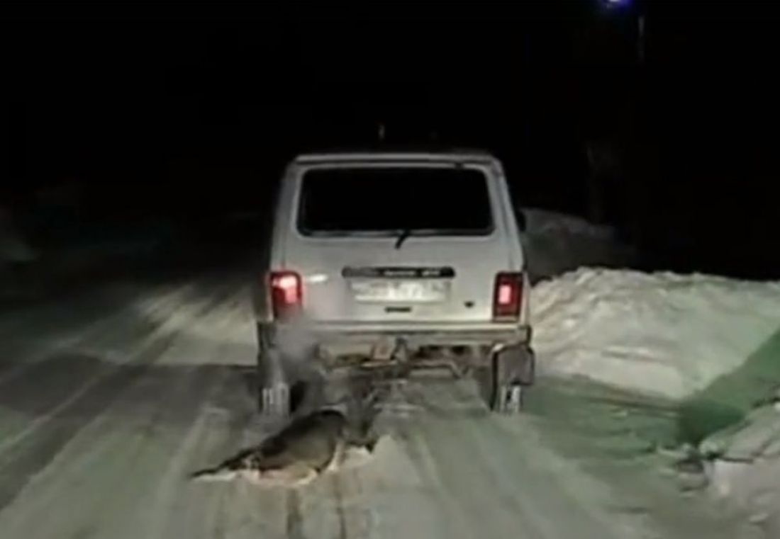 В Пензенской области на видео попал дикий случай с волочащейся за едущей машиной собакой