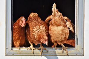 Пензенская область лидирует по приросту производства мяса птицы в стране