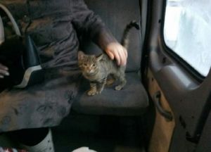 В пензенской маршрутке кот катался «зайцем»