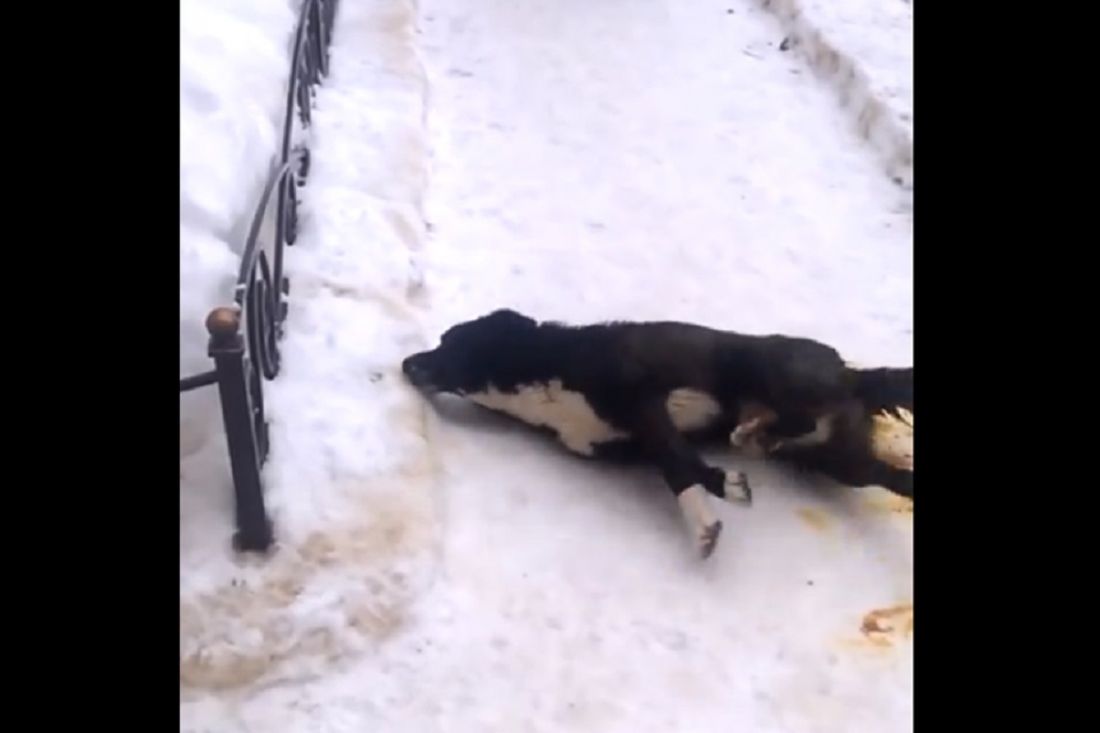 В Пензенской области на видео попали жуткие мучения отравленной собаки