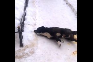 В Пензенской области на видео попали жуткие мучения отравленной собаки