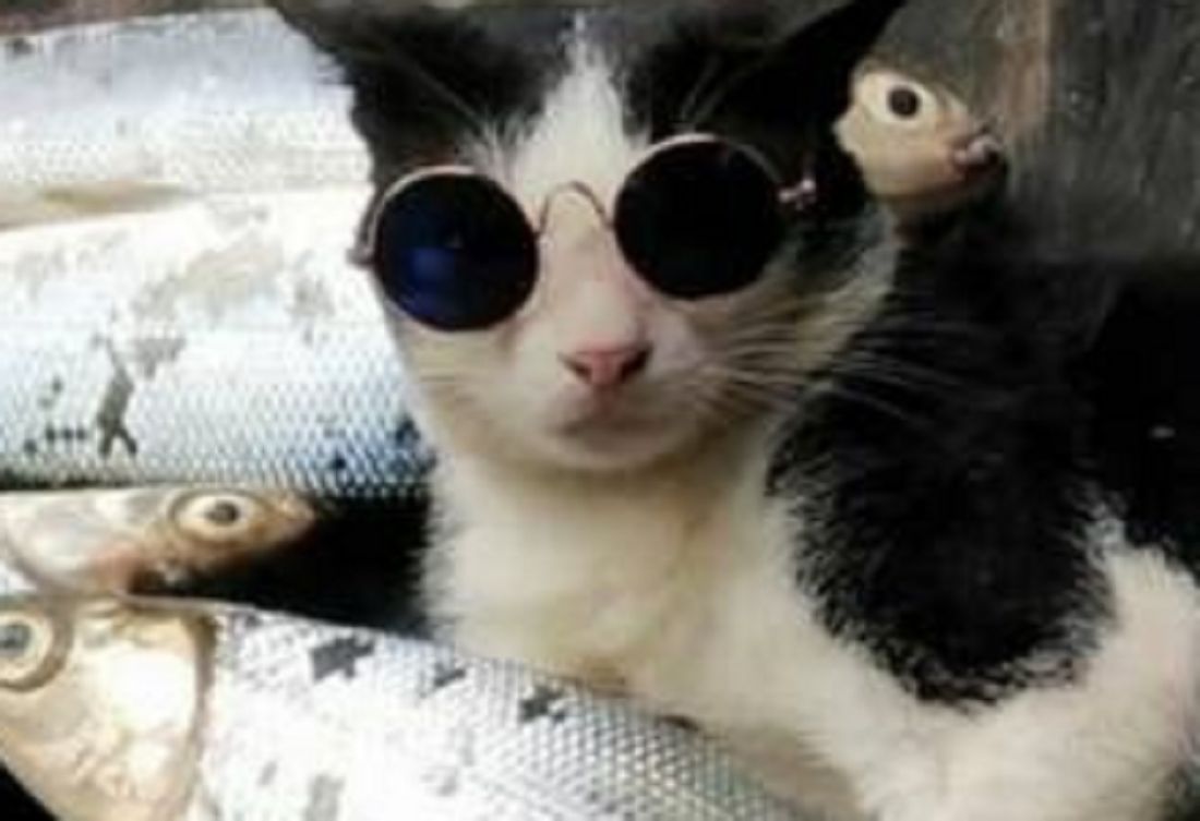 Пензенские рыбаки обсудили фотосессию счастливого кота